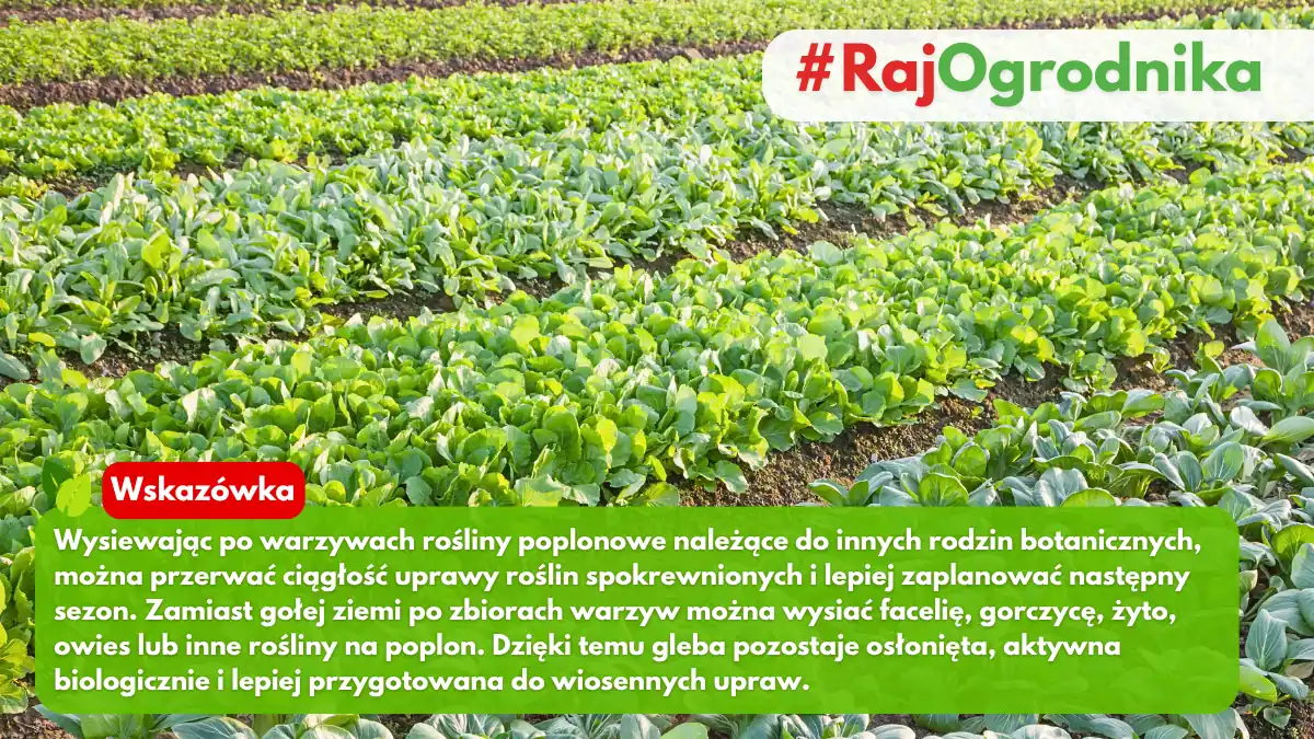 Jak wysiewać rośliny poplonowe w ogrodzie warzywnym blog sklep rajogordnika